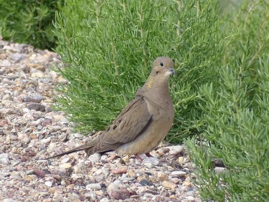 A small brown bird with darker wings, black eye ringed with blue, and a hint of golden feathers up the side of its neck, with dark spot down the sides of the back, a mourning dove stands on the side of the gravel road beside the low green brush growing on the shoulder.
