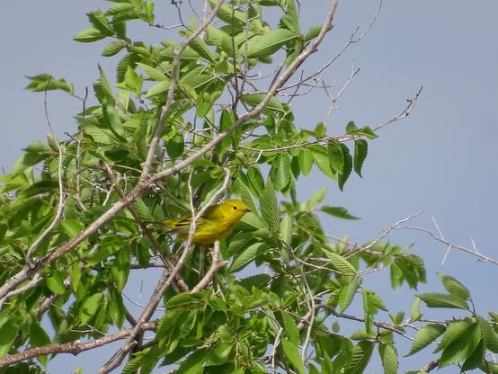Tucked amid the thin branches covered in small green leaves is a tiny yellow bird with a small black eye, pointy black beak, and darker yellow-grey back and wing bars. The sunlight has broken through the grey sky to shine brightly on the little yellow warbler.
