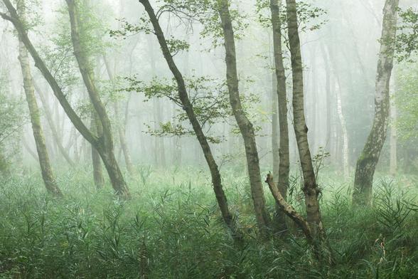 Ein feuchter Birkenwald im Morgennebel. Die Farbe grün dominiert. Im Vordergrund viel Schilf, ansonsten viele Birken, die nicht unbedingt gerade wachsen. Insgesamt dominiert Nebel die Szenerie.