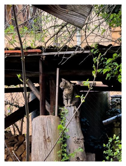 Foto im Hochformat. Ein Hinterhof, eine Überdachung unter der Baumrugel stehen. Alles ist verwachsen mit grünen Pflanzen. Auf einem der Holzstämme sitzt eine Frau-schwarze Katze und schaut nach links.