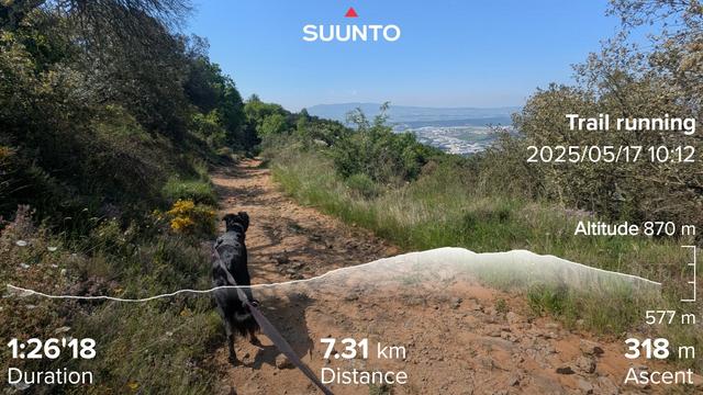 Paddy the Irish mutt leading us down a gravel tack with woods to the left and a gap in the trees to the right that make it possible to see Pamplona in the valley below. With my running stats imposed on top