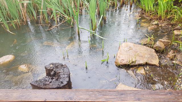 Regen fällt in den Gartenteich, die Tropfen zeichnen Ringe