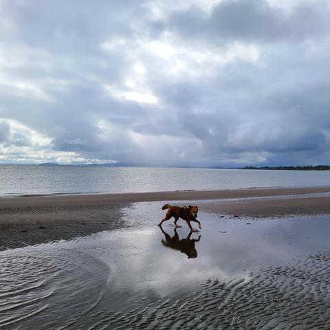 A square color photo of a large reddish dog romping on a beach. He is reflected in a shallow puddle left by the receding tide. The sky is very dramatically cloudy.