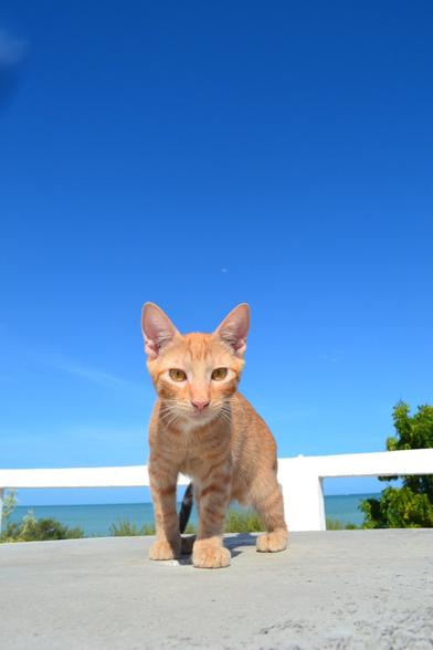 An orange cat walking across the top of a concrete table outside on a deck overlooking the ocean. The blue sky is streaked with light clouds and the cat has an intense expression on its face, absolutely focused on the photographer