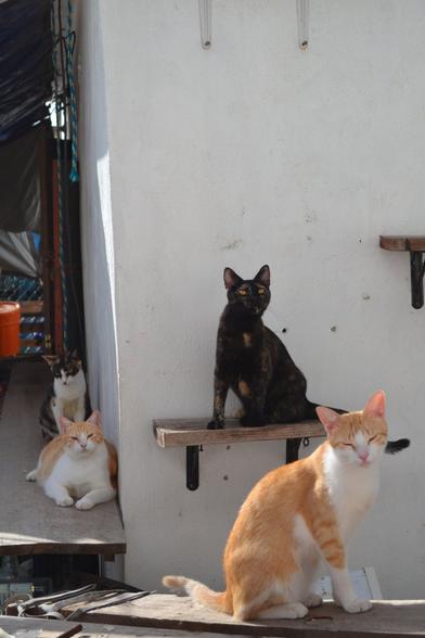 An outdoor shot of four cats hanging out in various spots on a wooden plank kitty walkway installed around the outside of a concrete building. The face of the building opposite the photographer has some shorter wooden "stairs" installed for the cats to climb to the roof, the lowest one of which is occupied by a tortoiseshell black cat with an intense expression on her face. The plank nearest the photographer has an orange and white cat that is almost smiling, at rest. The plank heading away towards the rear of the shot has two cats on it, another orange and white one that is much heavier than the other one, and a calico sitting up