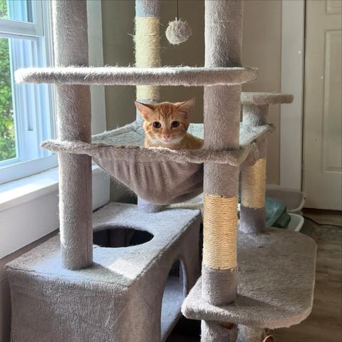 A ginger cat in a hammock on the middle section of a grey cat condo next to a window.