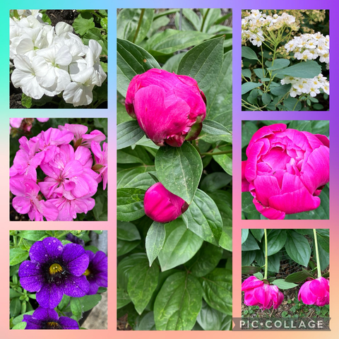 Colorful blooms in a flower garden