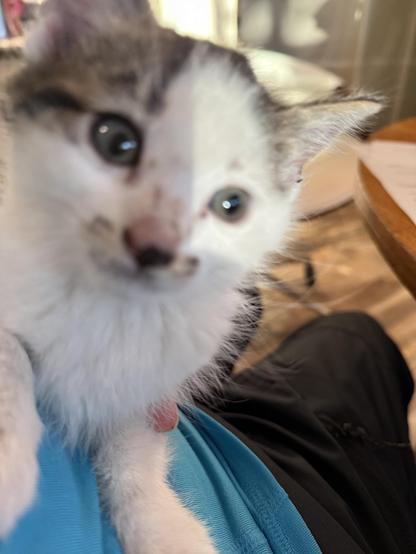 A kitten with mostly white face, blue-gray eyes, sorry it's out of focus but a cute fuzzball