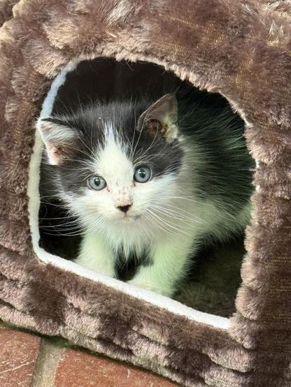 A fluffy kitten with green eyes peeking out of a fuzzy cat tent we gifted