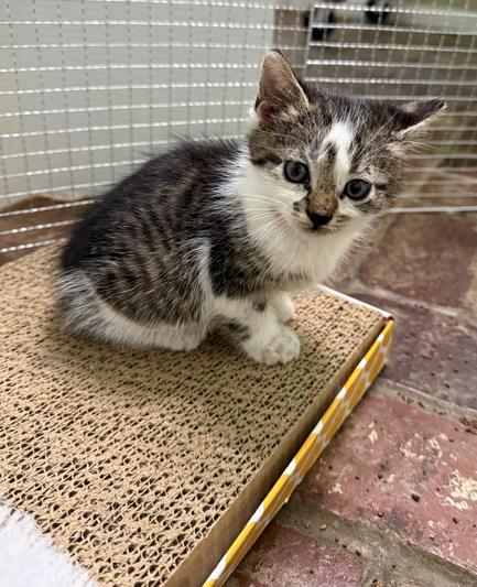 The littlest one with spotty face is sitting on a scratch pad. She is really tiny