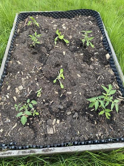 Ein Hochbeet mit vier Tomatenpflanzen, 2x Kopfsalat und einer Paprikapflanze