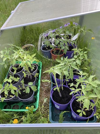 Ein kleines Frühbeet voll mit Tomatenpflanzen. Dahinter verdeckt noch sechs kleine Paprikapflanzen
