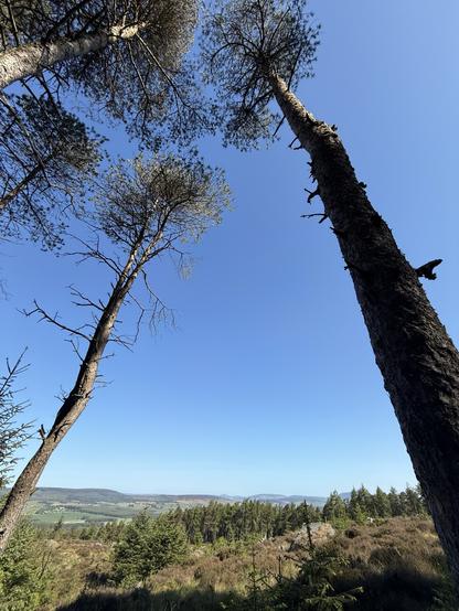 A view of tall trees from below, reaching towards a clear blue sky. In the background, rolling hills and dense forests can be seen.