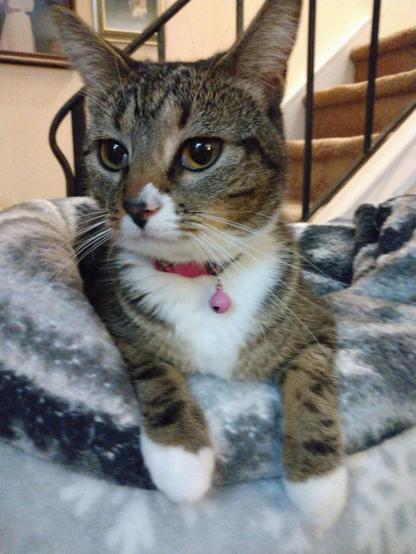 Pax, our little tabby cat with white markings, is lying in her nest of soft, fuzzy, grey and white blankets on top of a low cat tower by a stairway.  Her two white mittens are draped over the edge of the blankets.  Her expression is bright and energized.