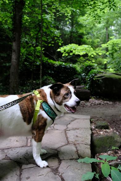 A white and brown dog standing on stone platform in the woods, looking toward the right side of the screen. Rich green leaves in the background.