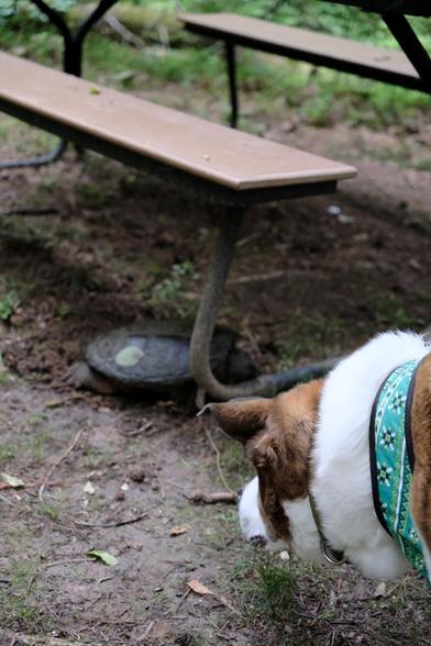 A big turtle under a bench in a park as a white and brown dog staring at it not knowing what to do with it at the bottom right