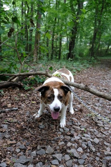 A white and brown dog trying to get through a fallen branch in the woods