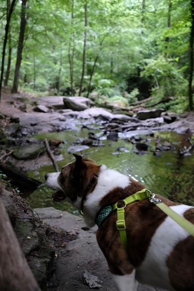 A white and brown dog standing at the bottom of the photo by a stream coming from a waterfall above. Rocks in the stream and green leaves in the background