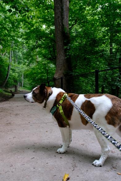 A white and brown dog standing alert in a park on a paved walkway. Rich green leaves and trees in the background.