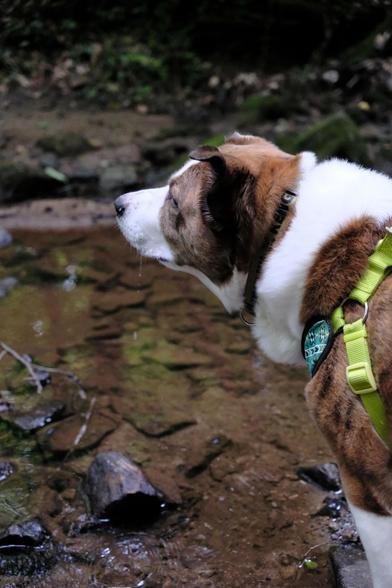 A pensive look on a white and brown dog standing by a stream in a park.