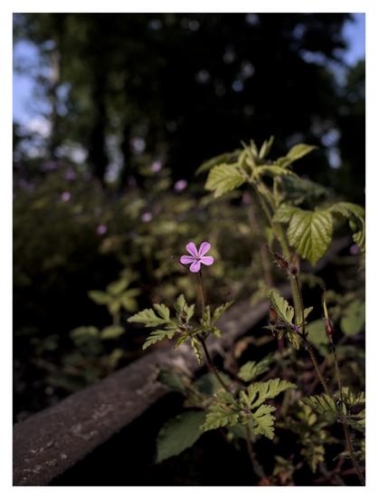 Eine violette Blume vor einem Gleis