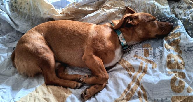 Kleiner brauner Hund kuschelt sich in eine Bettdecke...