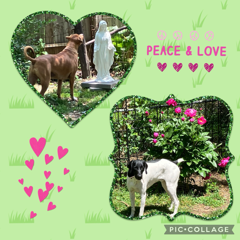 Two dogs in a garden with peonies and a statue of Mother Mary.