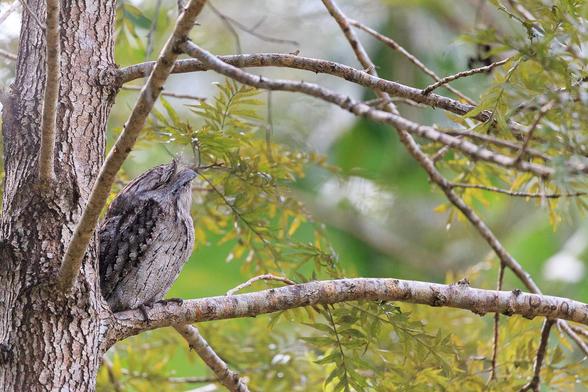 A Tawny Frogmouth perched in a Silky Oak tree. It is at the root of a branch and is trying to look as much like the bark as possible. In this shot, it is puffed up a bit and looks kinda round. (It is cool outside today).