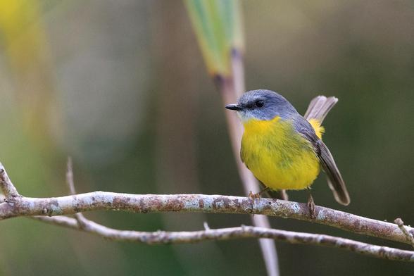 A small grey and yellow robin on a branch. It is looking left, and has its tail up.