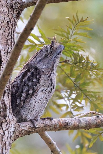 A closer shot of the Tawny Frogmouth. In this photo, I was a cople of metres closer and the bird knew it, and had stretched out to appear more like a broken branch.