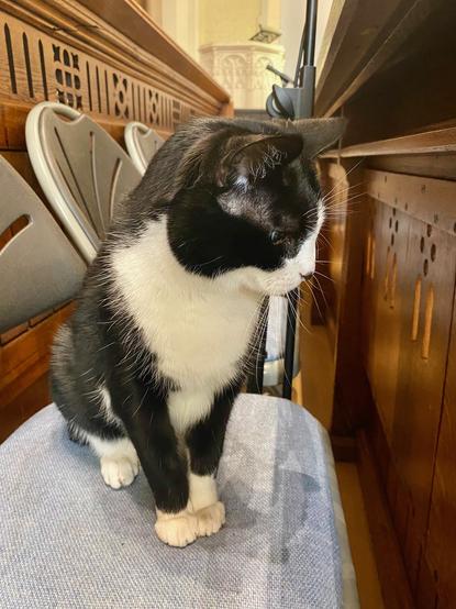 Black and white cat sitting upright on a chair looking through a carved wooden screen