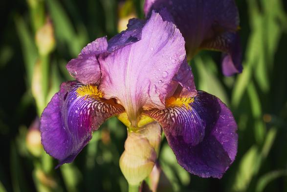 A vibrant purple iris flower with delicate petals and yellow accents, glistening with droplets in the sunlight.