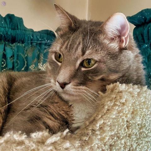 The head of a gray tabby cat with a serious expression peers through the cutout of a beige carpeted cat tree shelf with walls. Green lace curtains hang behind him to add a domestic look to the scene.