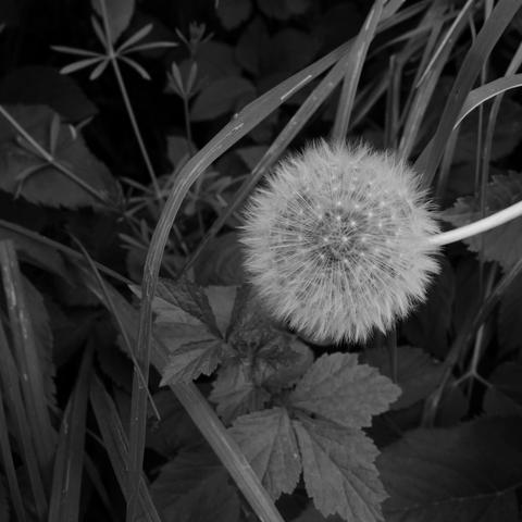 Dandelion clock