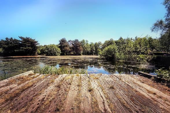 A wide shot from a weathered wooden dock extending into a calm lake, surrounded by lush green trees under a clear blue sky.