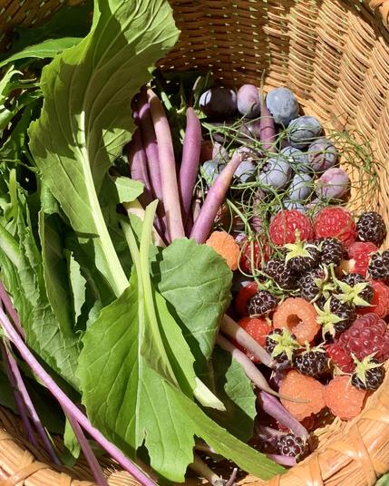 A woven basket filled with a variety of fresh produce, including leafy greens, purple beans, blueberries, and an assortment of raspberries.