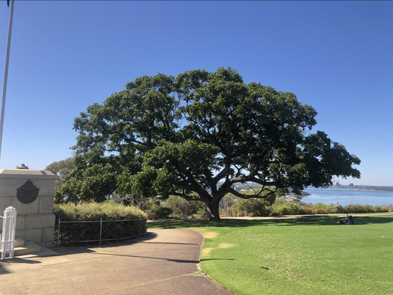 Photo of a wide-branching tree to the right of the State War Memorial in King's Park, above a faded brown path and cut green grass, with a clear sky background visible around it and through some of its foliage. The tree takes up most of the middle of the photograph. More foliage and the wide Derbarl Yerrigan (Swan River) is in the background.
