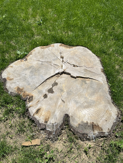 We are looking at the flat stump of what was an enormous tree. It is surrounded by green grass. Philadelphia, Pennsylvania.