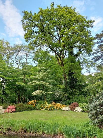 Schöne Ansicht im Rhododendronpark. Azaleen und Rhododendren, Blumenhartriegel, Efeu-bewachsener hoher Baum, Grasfläche am Teich.