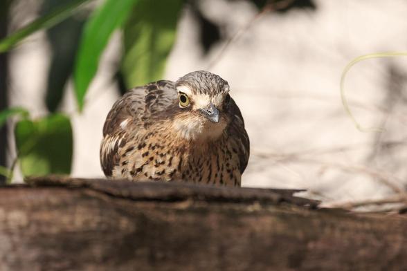 A Bush Stone-Curlew behind a log on the ground facing the camera and staring intently at me.