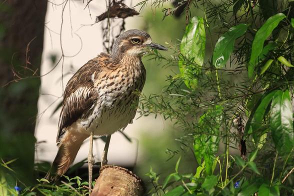 A Bush Stone-Curlew standing in a garden bed, facing right, while giving the camera a disapproving stare.