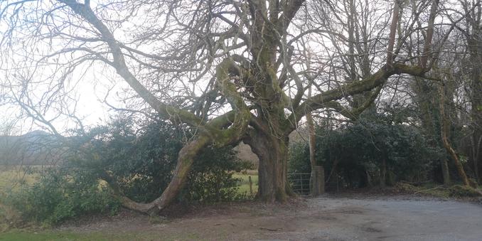 Baum mit starken Ästen