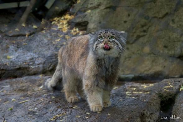 Azure Generated Description:
a cat standing on the ground (40.40% confidence)
---------------
Azure Generated Tags:
animal (99.99% confidence)
mammal (99.88% confidence)
wildcat (99.83% confidence)
cat (99.74% confidence)
fur (90.48% confidence)
outdoor (87.75% confidence)
terrestrial animal (87.50% confidence)
lynx (78.20% confidence)
ground (73.88% confidence)
rock (72.47% confidence)
manul (66.36% confidence)
standing (64.21% confidence)
gray (56.55% confidence)
zoo (45.73% confidence)