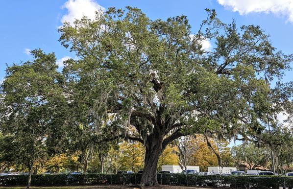 From across a roadway,  view of a very large old oak tree, with chaotic limbs and branches reaching up and out, and providing considerable shaded areas.