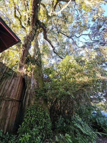 Curious,  curved old oak tree appears to be resting upon an old wooden fence and using another tree from the other side as support.  Coated with lichen, moss, and ivy, and draped with Spanish Moss.