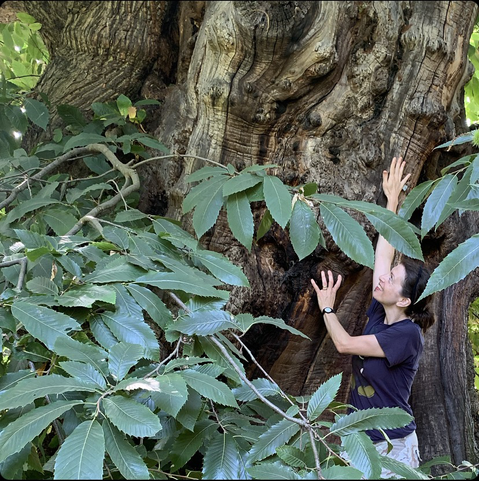 Close up on a vast trunk with leaves and small me to one side
