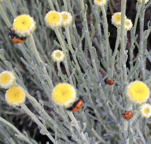 Four bright red ladybugs are scattered on the stems and blossoms of cotton lavender.  The yellow flowers are small and densely-petaled and sit atop silvery-green foliage.
