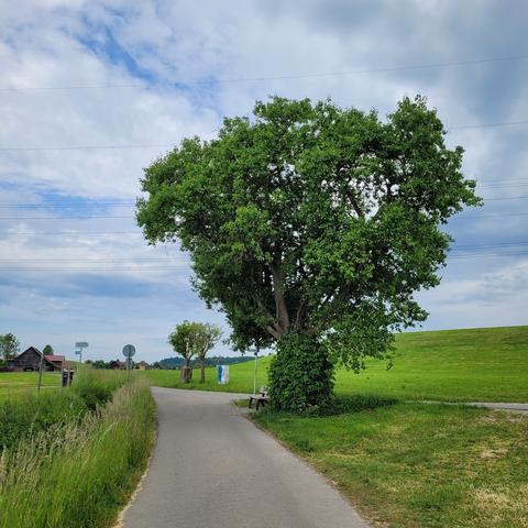 Asphaltierter Weg zwischen Wiesen. Rechts ein Obstbaum. Weiter vorne ein Wegkreuz zwischen Bäumen und eine Abzweigung