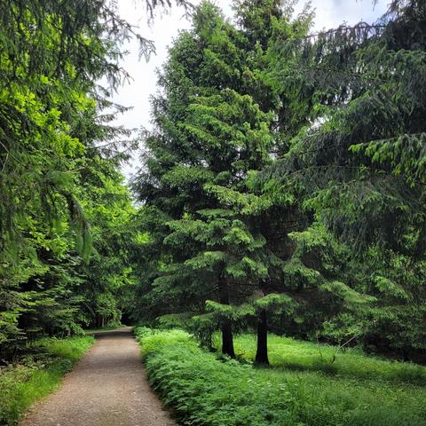 Waldweg mit Nadel- und  Laubbäume