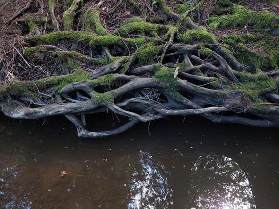 Along the edge of a creek, a thick tangle of tree roots hovers about six inches above the water, the creek having presumably eroded the dirt around them. The roots are coated in a layer of moss, themselves coated in a layer of pine needles, and the surface of the creek reflects the sun & shadows of the trees above.